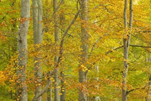 Images Dated 21st August 2012: Common beech (Fagus sylvatica) woodland in autumn, Cairngorms National Park, Scotland