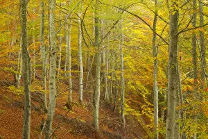 Images Dated 21st August 2012: Common beech (Fagus sylvatica) woodland in autumn, Cairngorms National Park, Scotland