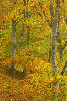 Images Dated 21st August 2012: Common beech (Fagus sylvatica) woodland in autumn, Cairngorms National Park, Scotland, UK