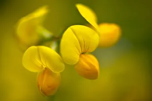Lotus Prints: Common Bird s-foot-trefoil (Lotus corniculatus) Nordtirol, Austrian Alps. June