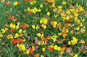 Rosanae Prints: Common bird's-foot-trefoil (Lotus corniculatus) in flower