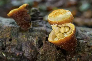Agaricaceae Prints: Common bird's nest (Crucibulum crucibuliforme) fungi growing in branch