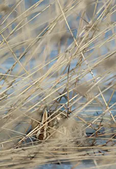 Reedbed Prints: Common bittern (Botaurus stellaris) hiding in reeds and looking up, Finland, April