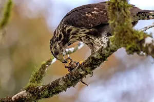 Hawk Prints: Common black hawk (Buteogallus anthracinus) feeding on toad prey on a perch in the rainforest