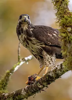 Hawk Prints: Common black hawk (Buteogallus anthracinus) feeding on toad prey on a perch in the rainforest