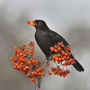 Sorbus Bachmarensis Prints: Common blackbird (Turdus merula) feeding on Rowan (Sorbus aucuparia) berries, Leon