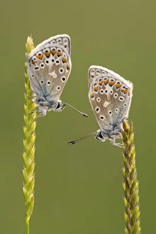Butterfly Gallery: Common blue butterflies (Polyommatus icarus) resting on grasses, Vealand Farm, Devon, UK