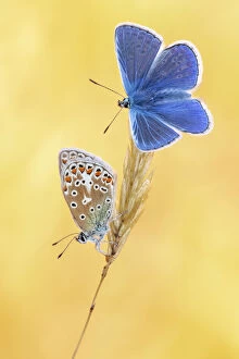 Flower Gallery: Common blue butterflies (Polyommatus icarus) basking in the morning light, Vealand Farm, Devon, UK