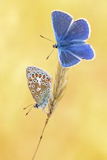 Papilionoidea Prints: Common blue butterflies (Polyommatus icarus) basking in the morning light