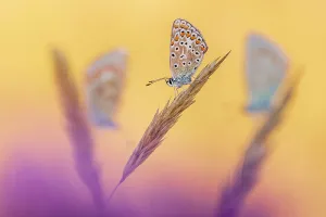Common blue butterflies (Polyommatus icarus) roosting in morning light, Devon, UK. July