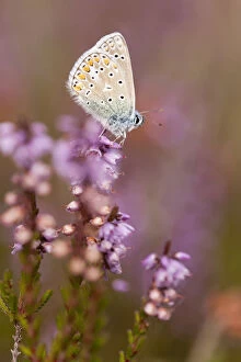 Purple Collection: Common blue butterfly (Polyommatus icarus), resting on flowering heather, Arne RSPB reserve
