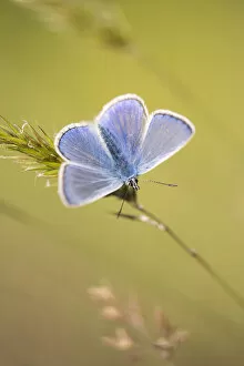 Images Dated 7th June 2015: Common blue butterfly (Polyommatus icarus) male basking on grass, Vealand Farm, Holsworthy