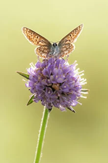 April 2021 Highlights Gallery: Common blue butterfly (Polyommatus icarus) resting on Devils bit scabious (Succisa pratensis)
