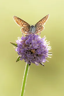April 2021 Highlights Gallery: Common blue butterfly (Polyommatus icarus) resting on Devils bit scabious (Succisa pratensis)