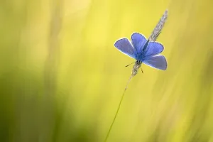 Lycaenid Prints: Common blue butterfly (Polyommatus icarus) basking in the evening sunshine, Devon, UK