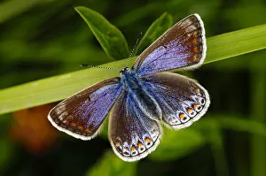 Blue Gallery: Common blue butterfly (Polyommatus icarus) female, Southwest London, England, UK