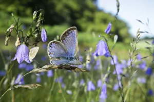 Campanulaceae Prints: Common blue butterfly (Polyommatus icarus) females awaking at sunrise among Harebells
