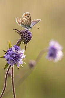 Dipsacaceae Prints: Common blue butterfly (Polyommatus icarus) resting on devils bit scabious (Succisa pratensis)