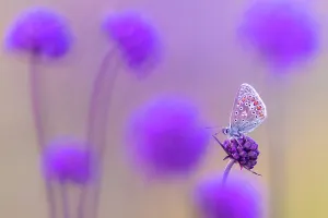 Papilionoidea Prints: Common blue butterfly (Polyommatus icarus) resting on Devil's bit scabious (Succisa pratensis)