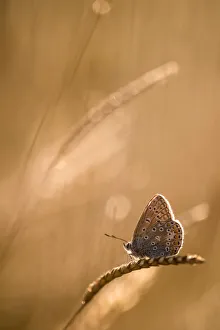 Common blue butterfly (Polyommatus icarus) resting on grassat sunset, Vealand Farm, Devon, UK
