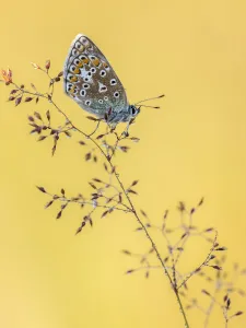 Common blue butterfly (Polyommatus icarus) resting on grasses, Vealand Farm, Devon, UK