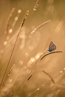 Common blue butterfly (Polyommatus icarus) resting on grasses at sunset, Vealand Farm, Devon, UK. July