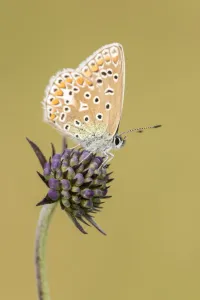 Common blue butterfly (Polyommatus icarus) resting on Scabious (Scabiosa colombaria) flower