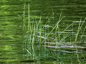 Zygoptera Prints: Common blue damselflies (Enallagma cyathigerum) emerging at edge of lake