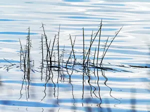 Zygoptera Prints: Common blue damselflies (Enallagma cyathigerum) emerging at edge of lake