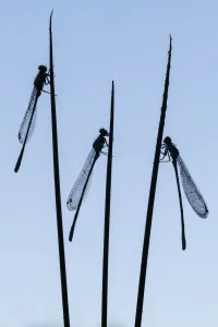 Zygoptera Prints: Three common blue damselflies (Enallagma cyathigerum) roosting on sedge