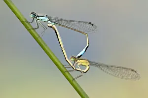 Images Dated 25th July 2011: Common blue damselfly {Enallagma cyathigerum}, mating pair, Little Bradley Ponds, Devon, UK