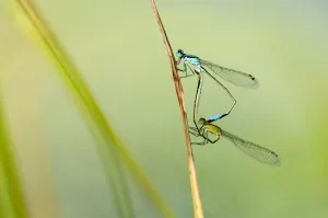 Aquatic Gallery: Common blue damselfly {Enallagma cyathigerum}, mating pair, Little Bradley Ponds, Devon, UK