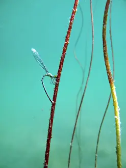 Reproduction Prints: Common blue damselfly (Enallagma cyathigerum) laying its eggs underwater