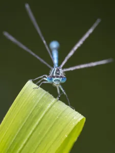 Zygoptera Prints: Common blue damselfly (Enallagma cyathigerum) resting on leaf. Cornwall, England, UK. May