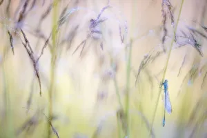 Bluet Prints: Common blue damselfly (Enallagma cyathigerum) roosting among dewy grasses, Tamar Lakes