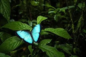 Fourfooted Butterfly Prints: Common blue morph (Morpho helenor narcissus) butterfly resting on a leaf