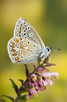 Common Blue (Polyommatus icarus) Male at rest wings closed, on flower, Captive