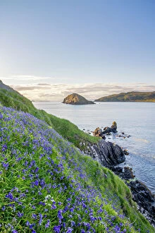 Cool Coloured Coasts Collection: Common bluebells (Hyacinthoides non-scripta) growing on coastal cliff, Isle of Skye, Scotland, UK