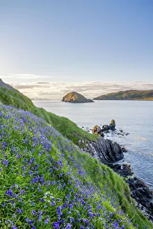 Asparagaceae Prints: Common bluebells (Hyacinthoides non-scripta) growing on coastal cliff
