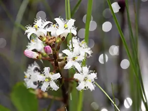 Asterales Prints: Common bogbean (Menyanthes trifoliata) in flower, Upper Bavaria, Germany. May