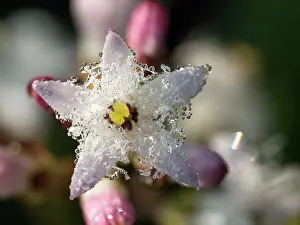 Asterales Prints: Common bogbean (Menyanthes trifoliata) flower, Upper Bavaria, Germany.May