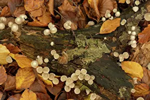 Forest Floor Prints: Common bonnet fungi (Mycena galericulata) view from above