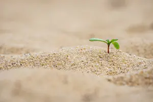 Scrofulaires Prints: Common boobialla (Myoporum insulare) seedling sprouting from sandy beach