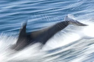 Dolphins Collection: Common bottlenose dolphin (Tursiops truncatus) swimming fast, Baja California, Sea of Cortez