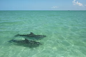 Dolphins Gallery: Two Common Bottlenose Dolphin (Tursiops truncatus) in shallow water. Punta Allen