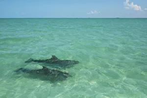 Horizon Prints: Two Common Bottlenose Dolphin (Tursiops truncatus) in shallow water. Punta Allen