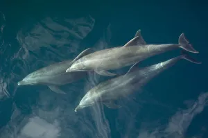 Common bottlenose dolphin (Tursiops truncatus) surfacing, Baja California, Sea of Cortez
