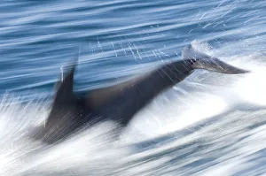 Common bottlenose dolphin (Tursiops truncatus) swimming fast, Baja California, Sea of Cortez