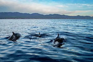 Delphinidae Prints: Three Common bottlenose dolphins (Tursiops truncatus) porpoising off the coast of La Ventana