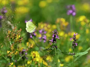 Labiatae Prints: Common brimstone butterfly (Gonepteryx rhamni) flying towards Purple betony (Betonica officinalis) flowers